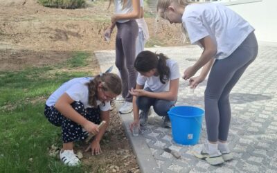 Sadnja lukovica irisa u školskom vrtu – EKO aktivnost